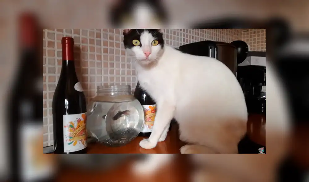 Desliza las imágenes para ver la singular escena en la que fue captado este travieso gato. Fotocapturas: ViralHog/YT