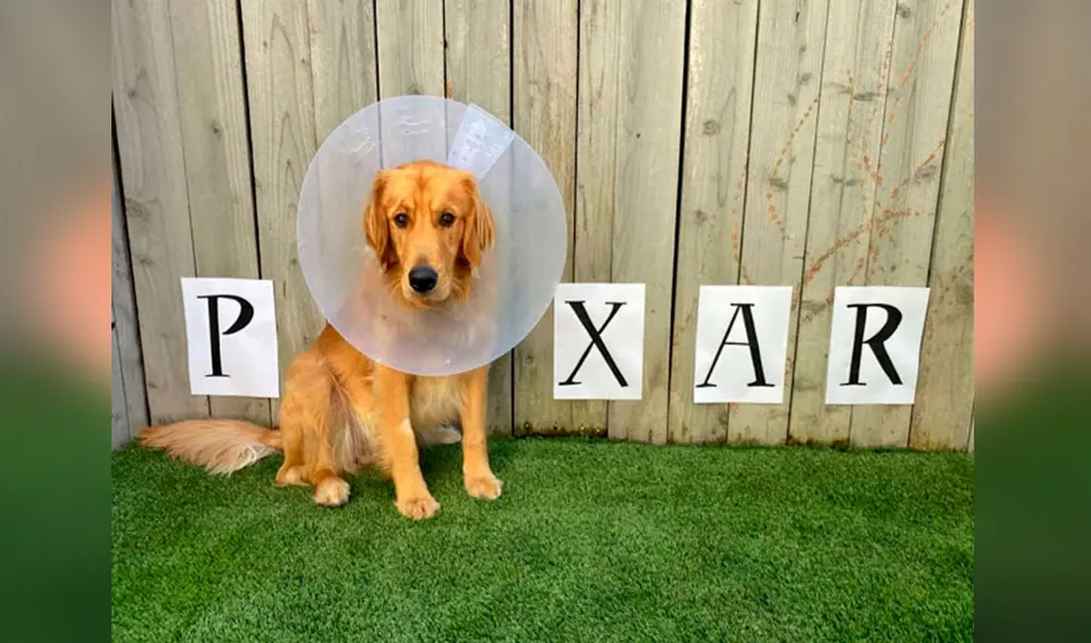 Desliza las imágenes para ver los creativos diseños que creó una joven cuando su perro llevó un cono isabelino en el cuello. Foto: Facebook