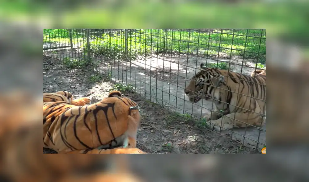 YouTube viral: entrenadora le enseña muñeco de tigre a felino enjaulado y este tiene furiosa reacción YouTube viral: entrenadora le enseña muñeco de tigre a felino enjaulado y este tiene furiosa reacción