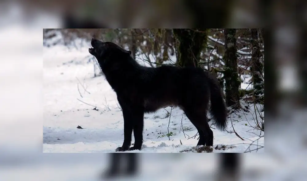 YouTube viral: chico busca tomarse selfie con enorme lobo negro y este reacciona así [VIDEO]