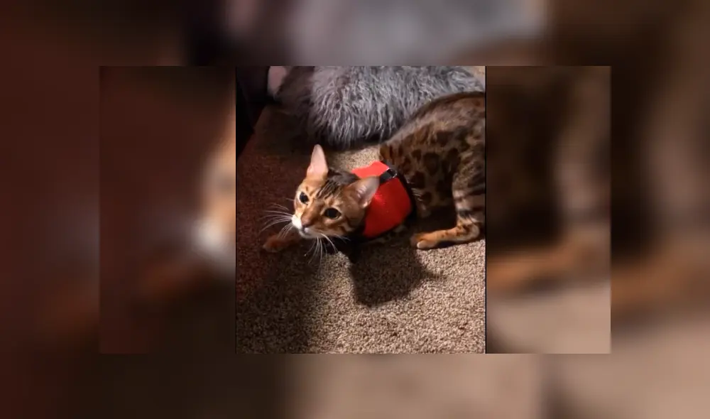 Desliza la imagen de TikTok para ver todas las fotos. Desliza la imagen de TikTok para ver todas las fotos.