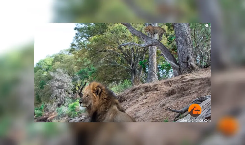 León ‘macho alfa’ se encuentra a leopardo dormido y lo ataca a traición; desenlace es desgarrador [VIDEO]