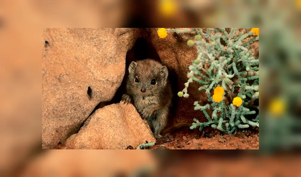 Los kaluta mueren tras una única e intensa temporada de apareamiento, que puede llegar a 14 horas. Foto: captura Los kaluta mueren tras una única e intensa temporada de apareamiento, que puede llegar a 14 horas. Foto: captura