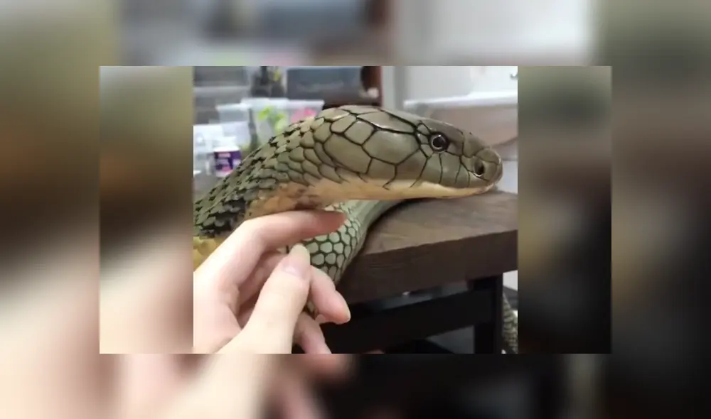 El video viral de Facebook muestra el momento en que una mujer quedó a pocos centímetros de una peligrosa serpiente.