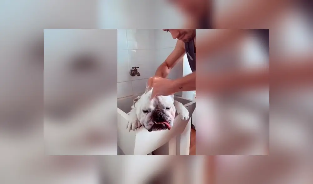 Desliza las imágenes hacia la izquierda para apreciar el comportamiento de un perro para evitar bañarse. Foto: Captura.