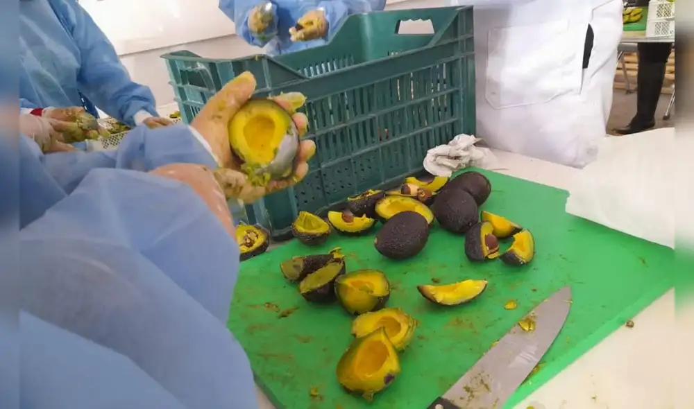 En Moquegua inició la preparación de la ensalada de palta más grande del mundo.