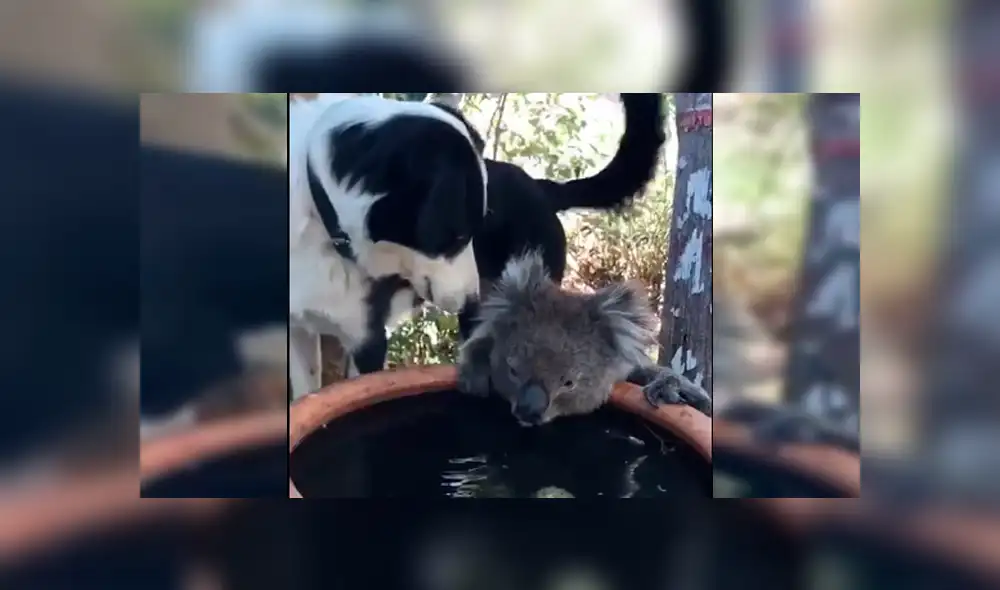 Ambos animales compartieron un enternecedor momento en este video viral de Facebook.