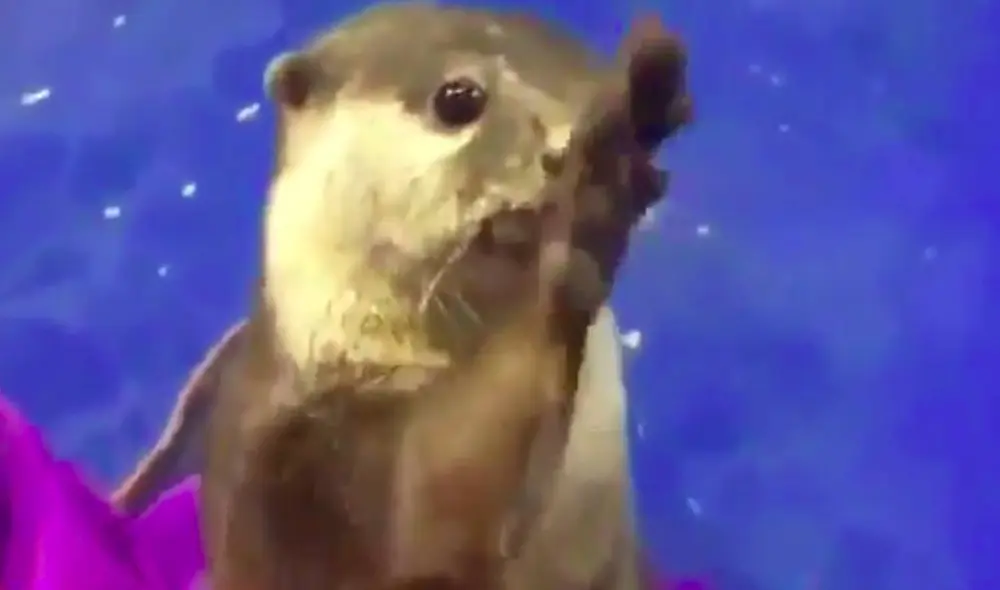 Las imágenes han emocionado a los usuarios de las redes sociales. Foto: Captura/Facebook Las imágenes han emocionado a los usuarios de las redes sociales. Foto: Captura/Facebook