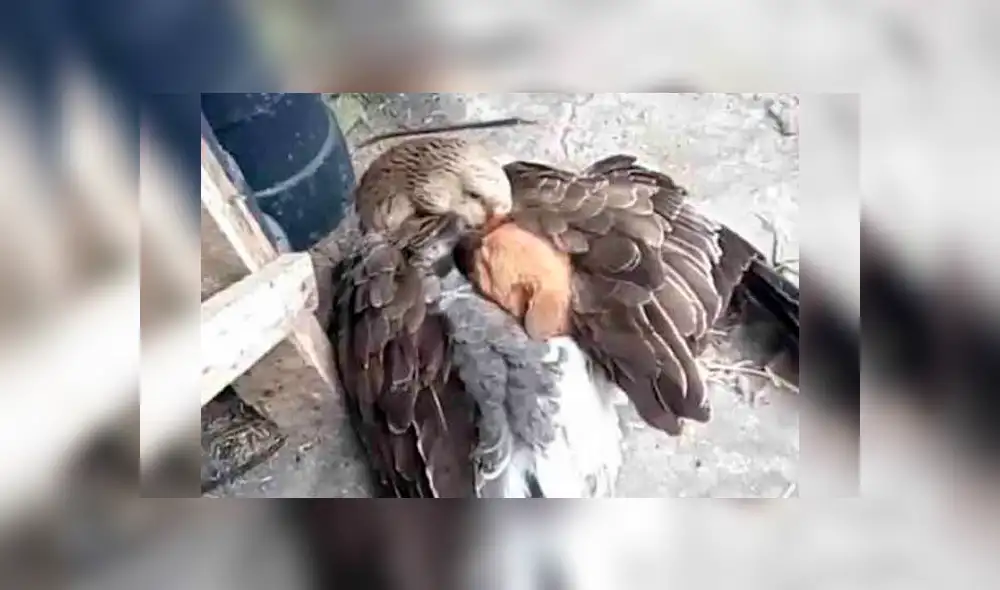 Facebook: pato abraza a cachorro recién nacido que había sido abandonado por su madre [FOTOS]