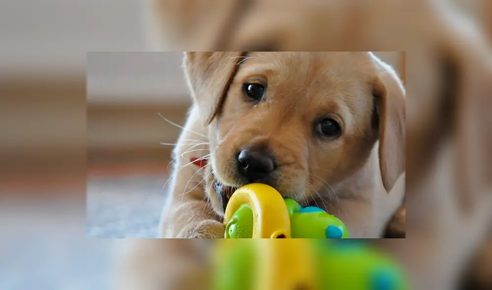 Perro labrador Perro labrador