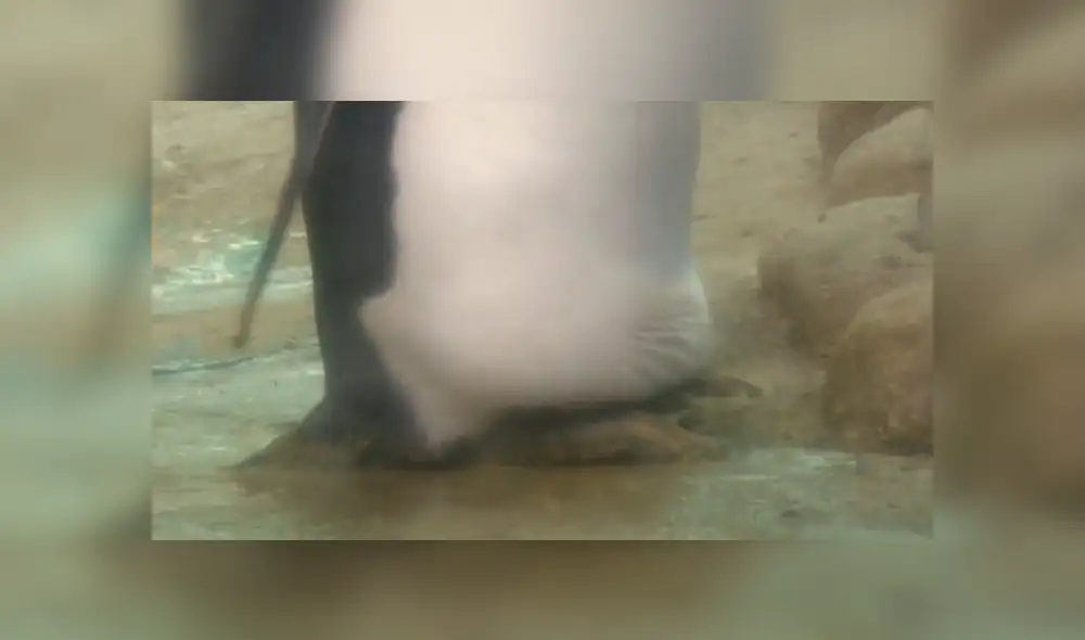 Si todo va bien, durante estos días deberían convertirse en unos padres orgullosos. Foto: captura: AFP