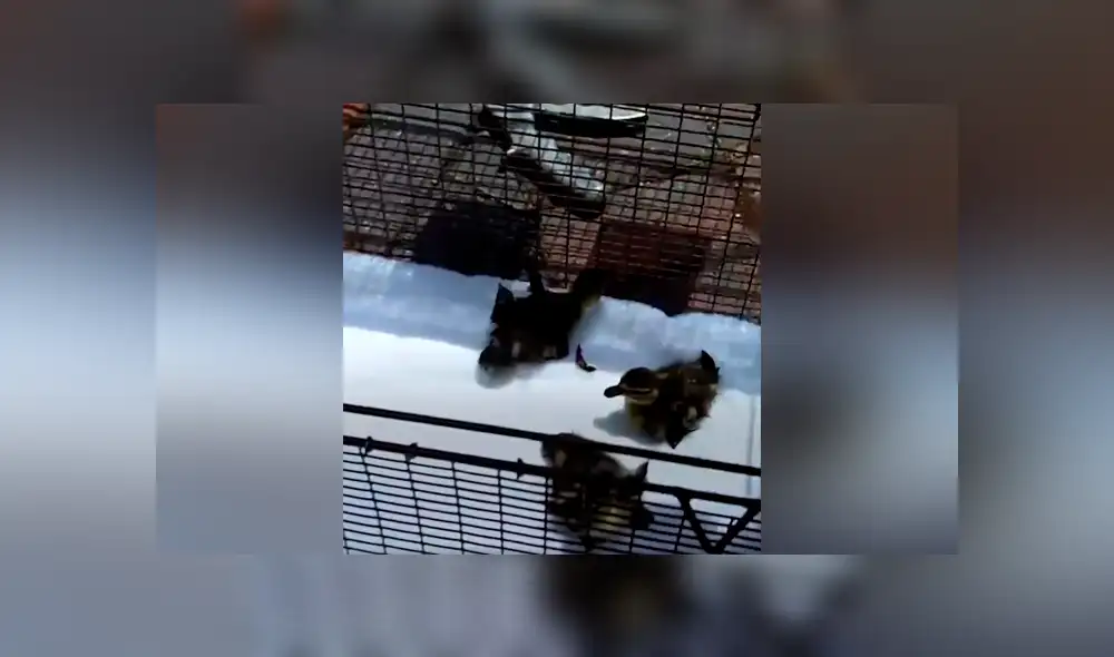 Desliza para ver los momento más impactantes del conmovedor video que se hizo viral en Facebook. Desliza para ver los momento más impactantes del conmovedor video que se hizo viral en Facebook.