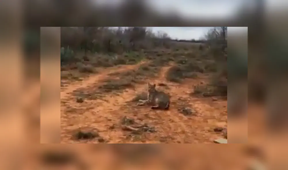 Para ver lo que ocurrió con el osado turista revisa las capturas del video viral de Facebook, deslizando cada imagen hacia la izquierda.
