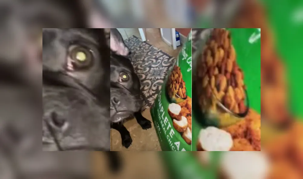 Video es viral en YouTube. El can vio la enorme bolsa de comida y se acercó a esta con un curioso comportamiento que hizo reír a su dueña.