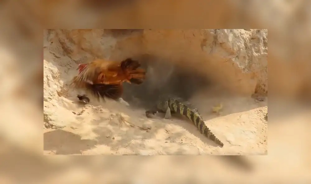 Vía YouTube: Cocodrilo busca devorar a crías de mamá gallina y ella arriesga su vida para salvarlos [VIDEO]