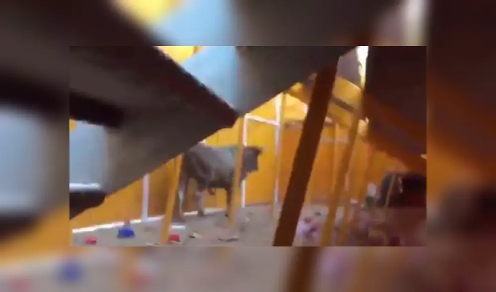 El toro saltó a la zona del público, generando pánico. Foto: Twitter. El toro saltó a la zona del público, generando pánico. Foto: Twitter.