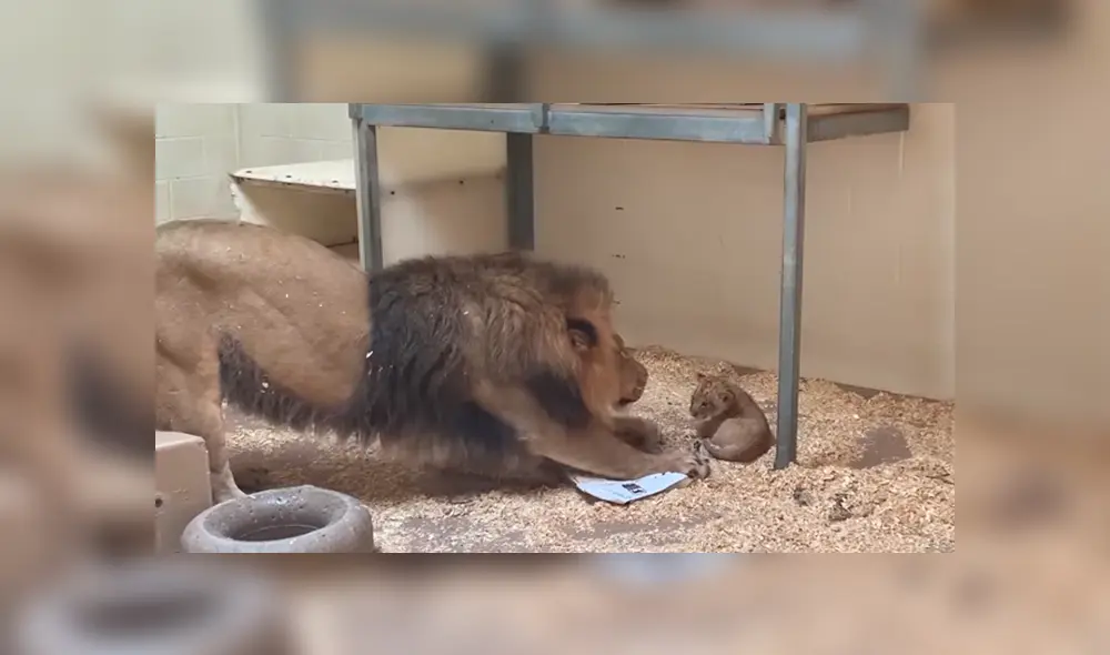 En YouTube, el enorme león tuvo un amoroso encuentro con su cría que fue grabado por sus cuidadores. En YouTube, el enorme león tuvo un amoroso encuentro con su cría que fue grabado por sus cuidadores.