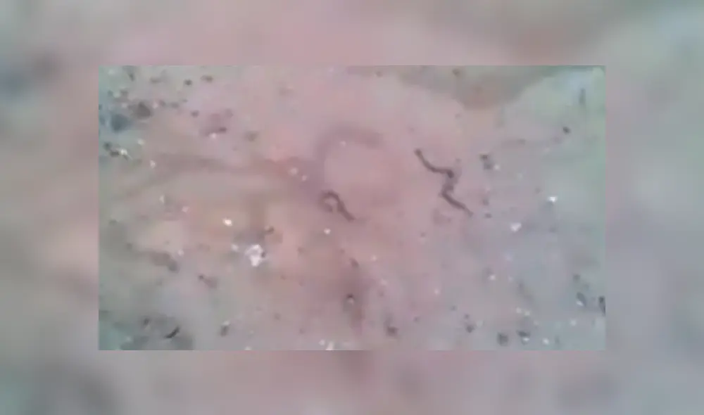 Voraz serpiente pare a sus crías y genera terror en usuarios de Facebook por el aspecto de los reptiles bebés. Voraz serpiente pare a sus crías y genera terror en usuarios de Facebook por el aspecto de los reptiles bebés.