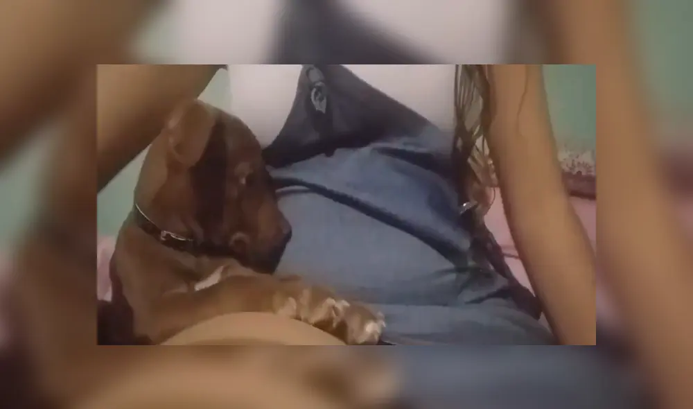 En Facebook, un perro bebé quedó sorprendido al sentir los movimientos de a barriga de su dueña.