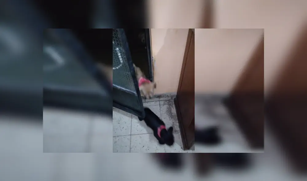 Desliza hacia la izquierda para ver más imágenes de la inesperada travesura de este perro. (Foto: captura / TikTok)