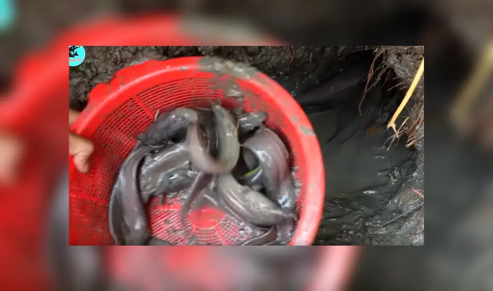 Un joven compartió en YouTube el hallazgo que hizo dentro de un extraño hoyo de barro, donde descubrió misteriosos peces con un aspecto aterrador Un joven compartió en YouTube el hallazgo que hizo dentro de un extraño hoyo de barro, donde descubrió misteriosos peces con un aspecto aterrador