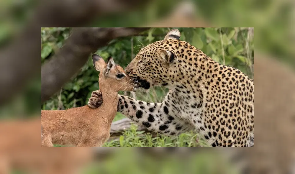 Desliza para ver el desenlace de esta publicación que se viralizó en Facebook. Foto: Daily Mail.