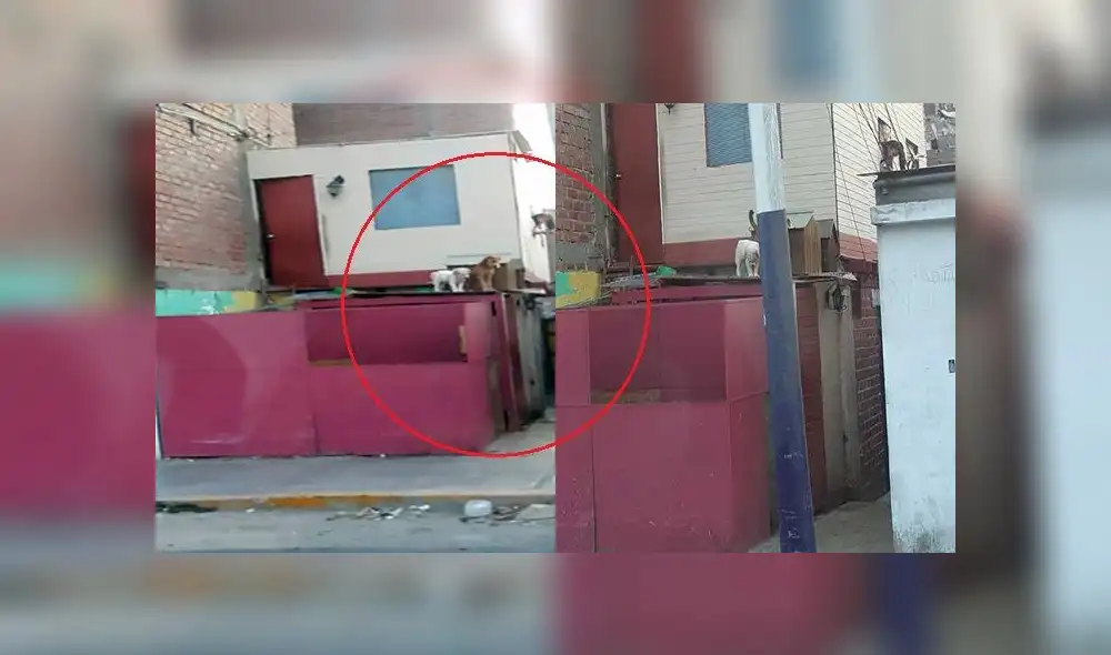 Chorrillos: canes permanecen en el techo de una vivienda pese a intenso calor Chorrillos: canes permanecen en el techo de una vivienda pese a intenso calor