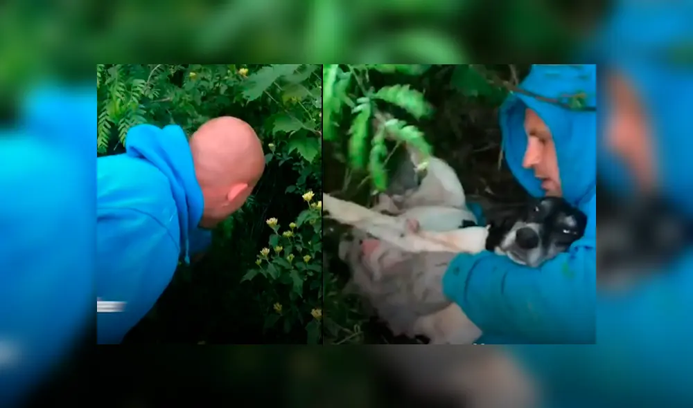 Desliza las fotografías para ver el dramático rescate que tuvo una perrita preñada cuando iba a dar a luz a sus bebés. Foto: Captura.