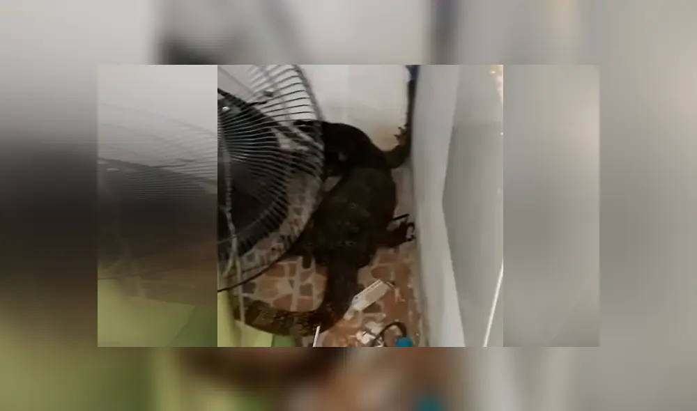 Gigantesca pitón regurgita a dragón de komodo y reptil sale ileso del letal ataque [VIDEO] 