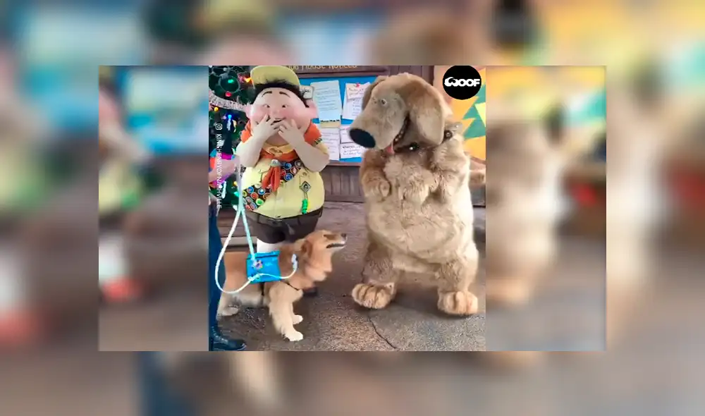 En Facebook, un perro acudió con su dueña a un parque de diversiones en Disney y tuvo una linda sorpresa. En Facebook, un perro acudió con su dueña a un parque de diversiones en Disney y tuvo una linda sorpresa.