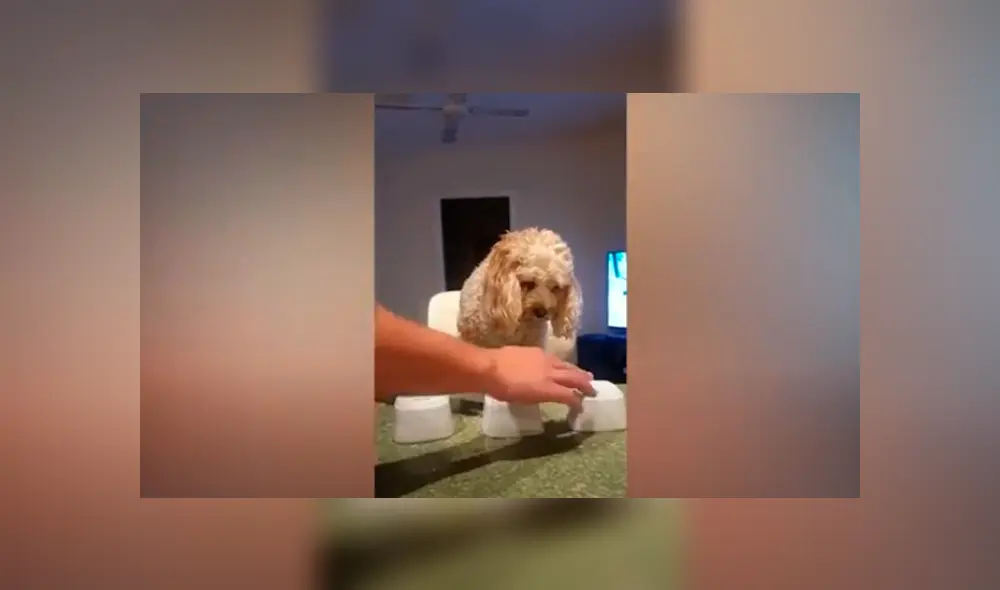 Desliza las imágenes para apreciar la destreza de un perro al adivinar donde se escondía su comida. Foto: Caters Clips.