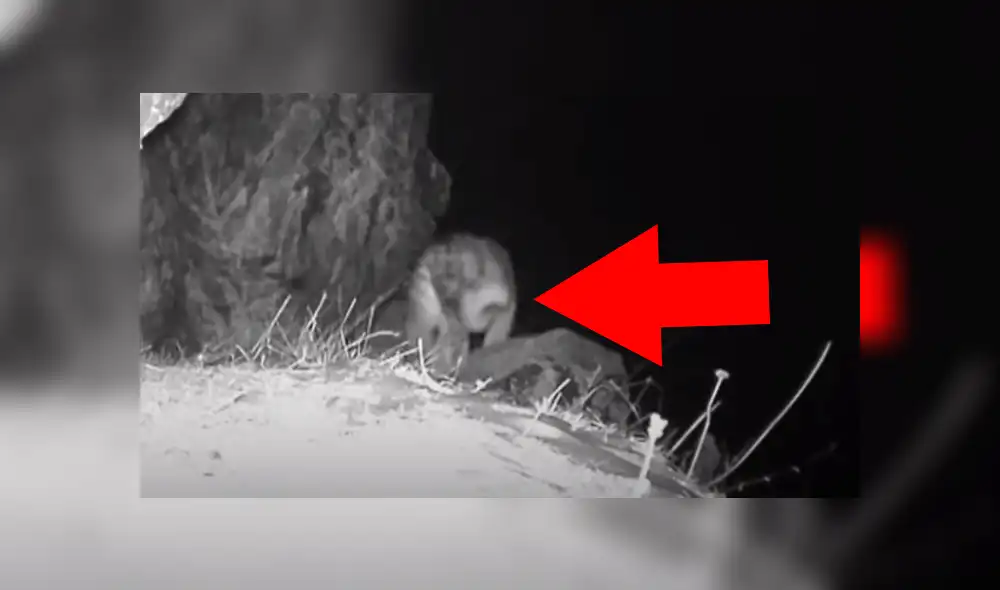YouTube viral: cámaras captan un impresionante animal salvaje nunca antes visto [VIDEO]