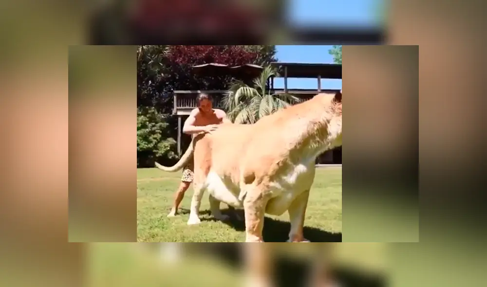 YouTube viral: Tigresa y león tienen cría considerada el felino más grande del mundo [VIDEO]