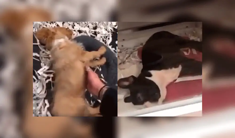 El Departamento de Policía de West Jordan investiga el hecho. Fuente: composición.