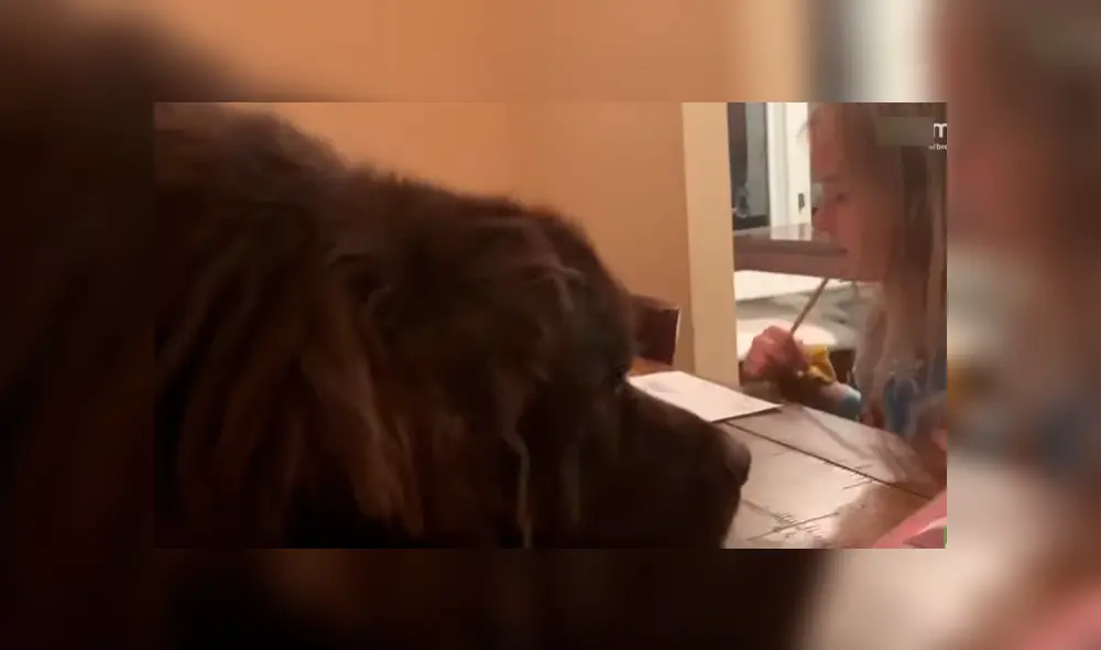 Es viral en Facebook. La peculiar conducta del can sorprendió a la mamá de la niña. Quien no dudó en grabarla para compartirla en redes Es viral en Facebook. La peculiar conducta del can sorprendió a la mamá de la niña. Quien no dudó en grabarla para compartirla en redes