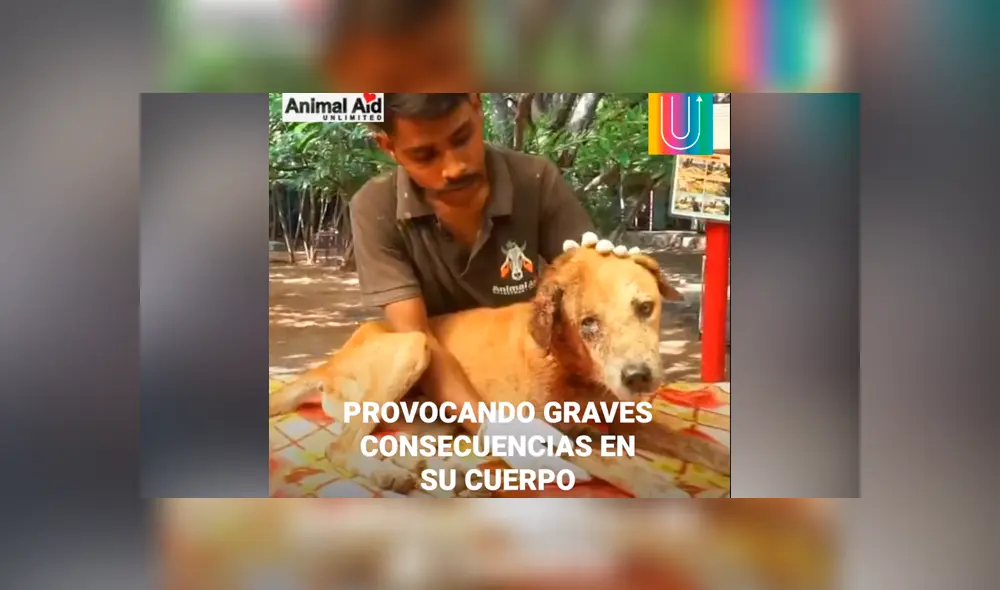 Desliza hacia la izquierda para ver la 'evolución' del perro callejero que se volvió viral en Facebook.