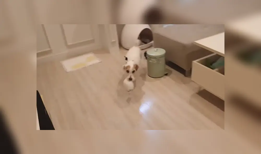 Un perro sorprendió a miles al llevar su plato de comida hasta su dueño cada vez que le tocaba comer. Foto: TikTok Un perro sorprendió a miles al llevar su plato de comida hasta su dueño cada vez que le tocaba comer. Foto: TikTok