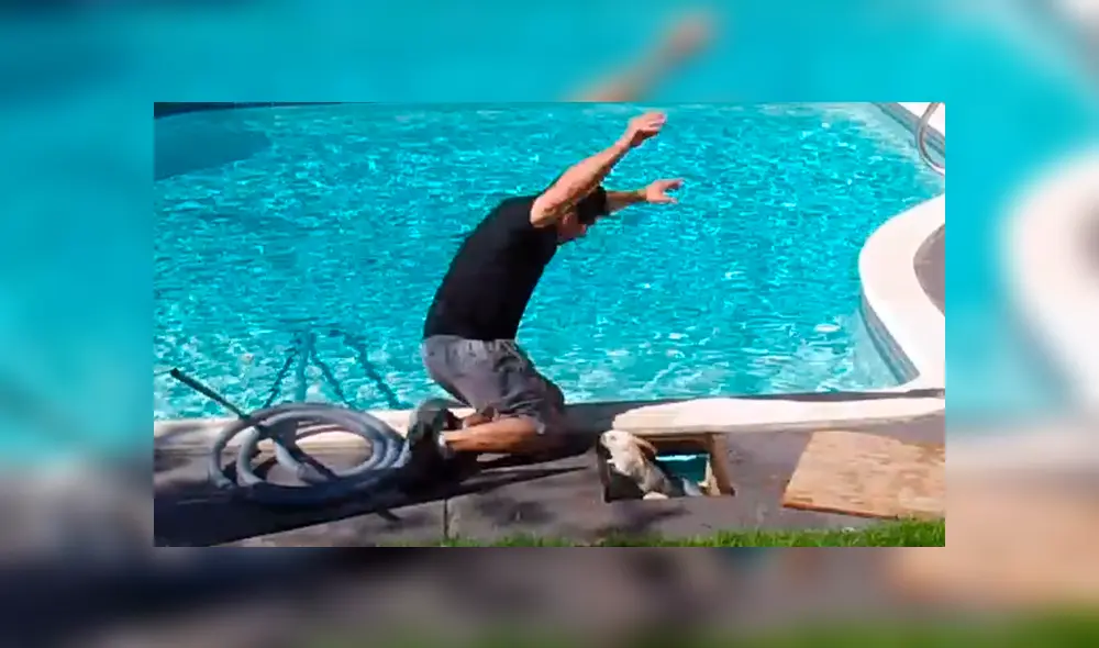 El hombre cayó a la piscina tras ver al animal que había debajo del trozo de madera. Foto: captura