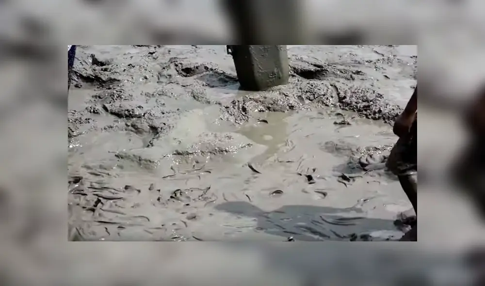 YouTube viral: ingresa descalzo a misterioso lodo y encuentra miles de extrañas criaturas moribundas YouTube viral: ingresa descalzo a misterioso lodo y encuentra miles de extrañas criaturas moribundas