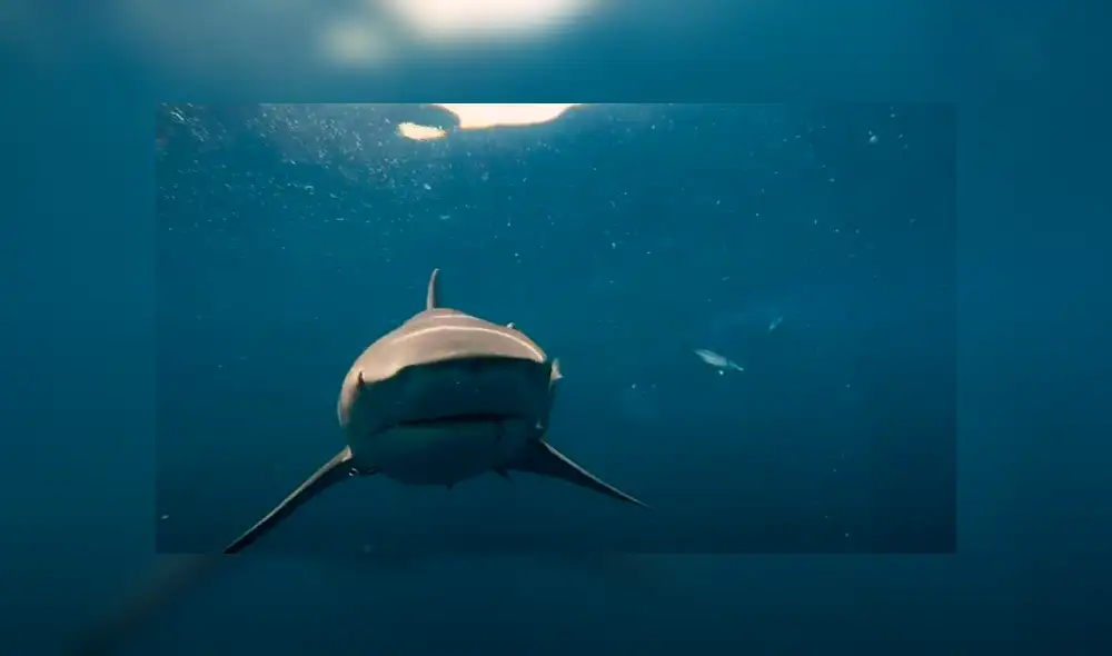 Desliza hacia la izquierda para ver el encuentro de un buzo con hambrientos tiburones. Video es viral en Facebook.