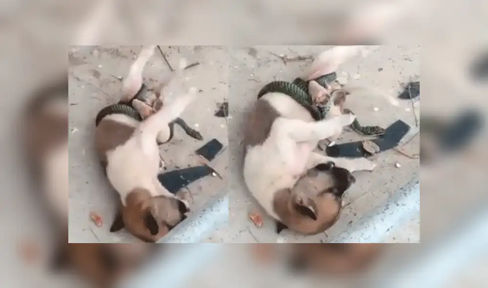 Vía Facebook: serpiente intenta devorar a mascota pero sucede algo inesperado [VIDEO]