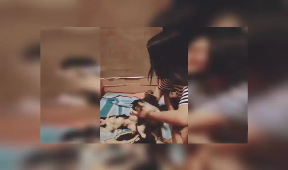 En Facebook, una joven aplicó un truco para hacer dormir a sus traviesos perros y asombró con el resultado.