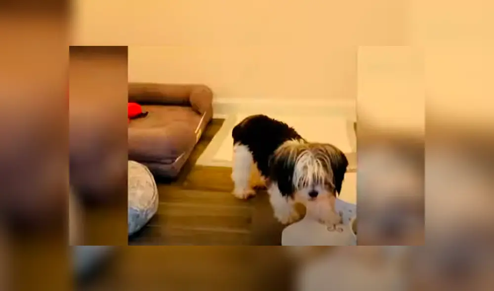 Desliza las imágenes para conocer el impresionante cuarto que armó un joven para sus pequeños perros.