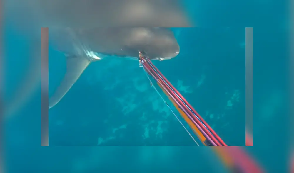 Video es viral en Facebook. Hombre grabó el impactante encuentro que tuvo con un tiburón blanco, cuando se encontraba pescando con un grupo de amigos