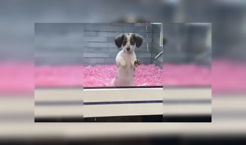 Desliza hacia la izquierda para ver más imágenes de la conmovedora reacción de este can. (Foto: captura / TikTok) Desliza hacia la izquierda para ver más imágenes de la conmovedora reacción de este can. (Foto: captura / TikTok)