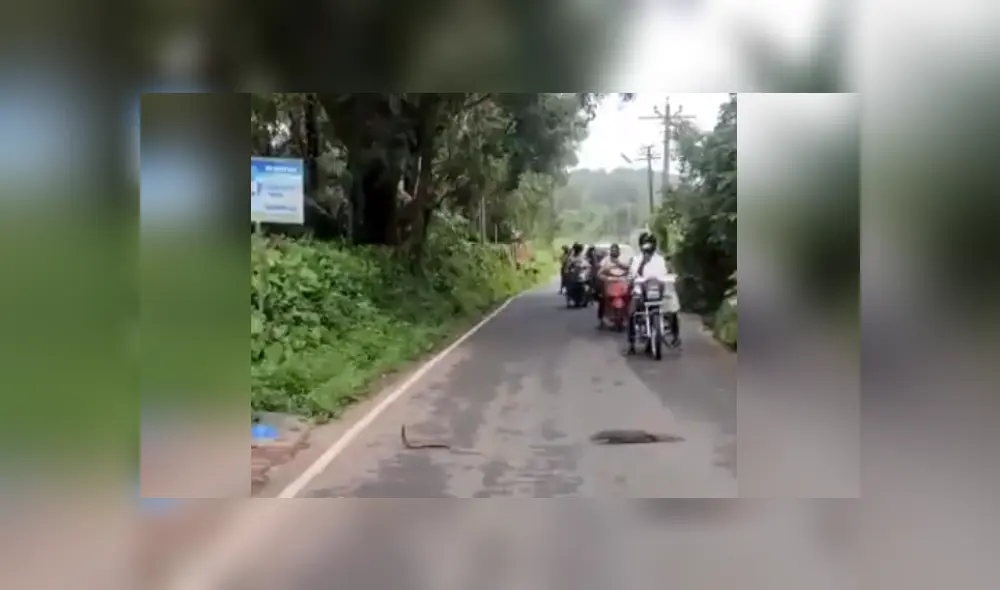 Desliza las imágenes para ver más detalles de esta feroz batalla entre una cobra y una mangosta. (Foto: captura / YouTube) Desliza las imágenes para ver más detalles de esta feroz batalla entre una cobra y una mangosta. (Foto: captura / YouTube)