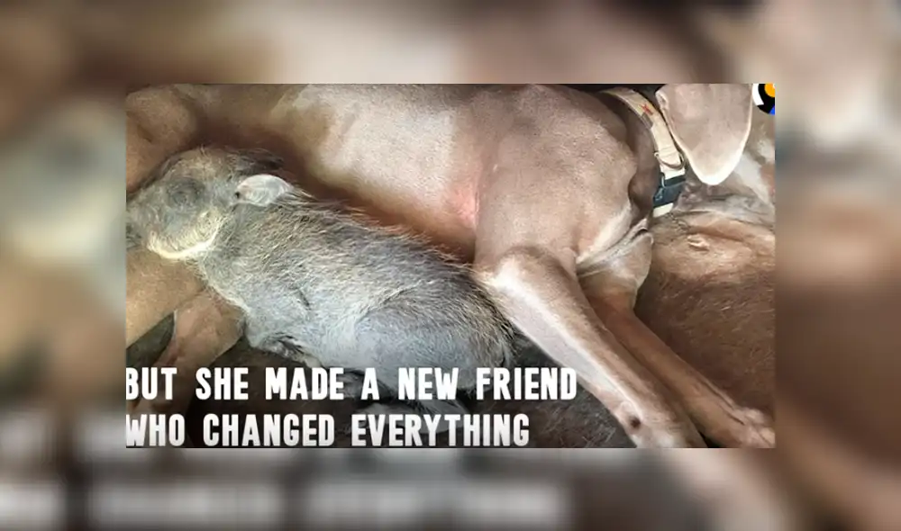 Desliza hacia la izquierda para ver las conmovedoras imágenes del video viral de YouTube.