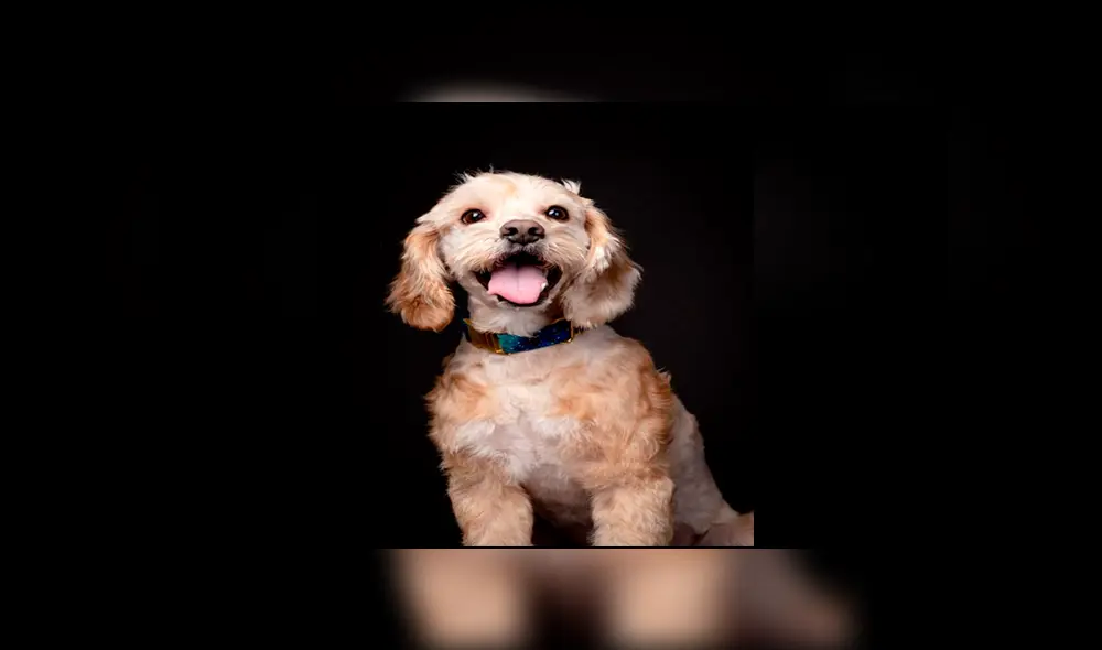 En Facebook, un rescatista fue el responsable de brindarle los cuidados al perro y tras cinco meses luce diferente. En Facebook, un rescatista fue el responsable de brindarle los cuidados al perro y tras cinco meses luce diferente.