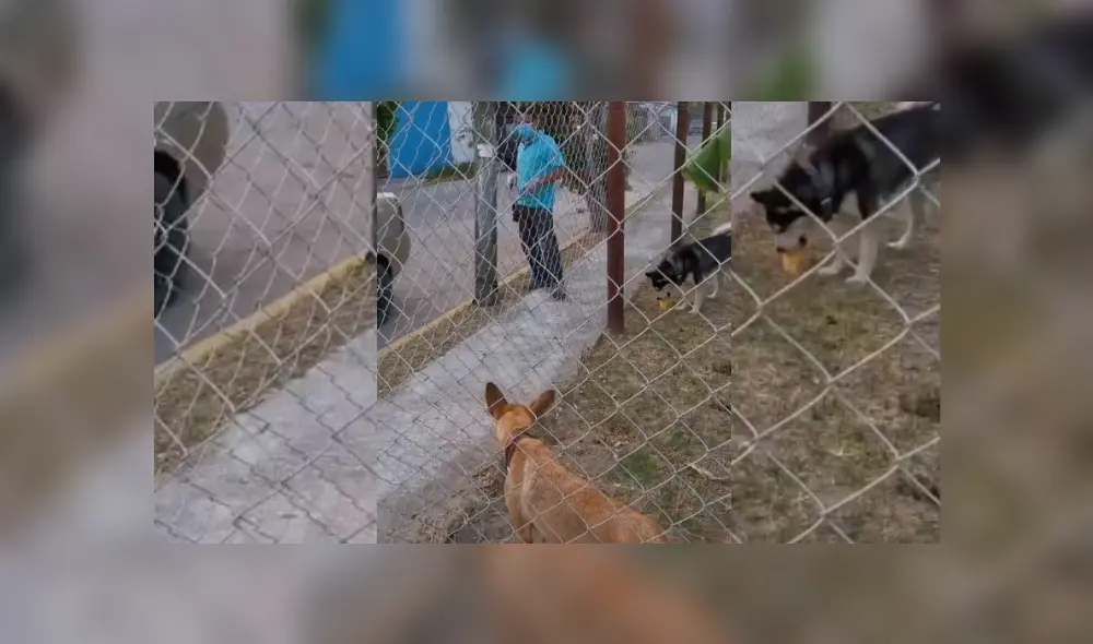 Video es viral en Facebook. Mujer grabó el singular comportamiento del can cuando ve que el panadero está a punto de pasar por la casa de su dueña.