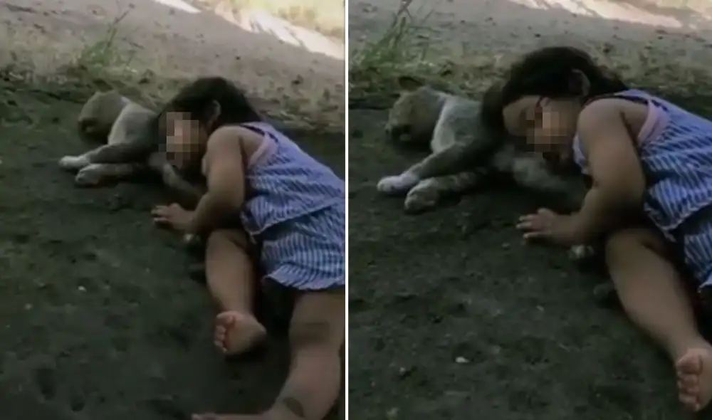 Desliza las imágenes para ver más detalles sobre esta cautivadora escena que conmovió a los usuarios. Foto: captura de YouTube Desliza las imágenes para ver más detalles sobre esta cautivadora escena que conmovió a los usuarios. Foto: captura de YouTube